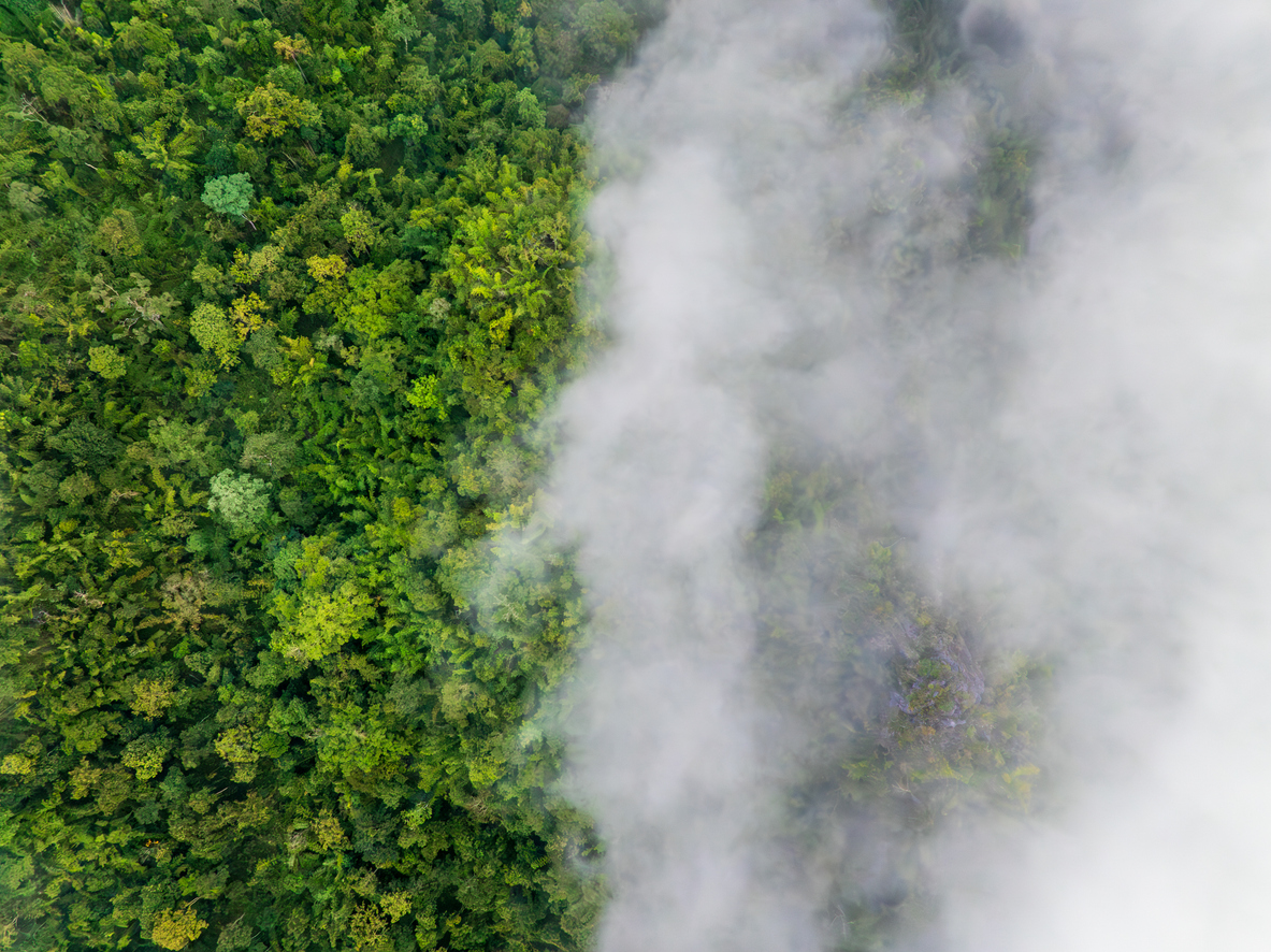 A aerial view of a forest with fog zeigo | sustainability software solution